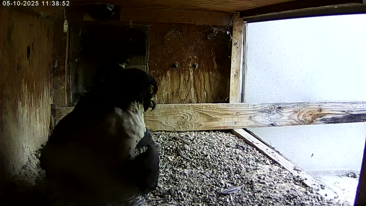 A dark-colored bird sits on a bed of gravel inside a wooden structure with a window showing a bright, overcast sky outside.