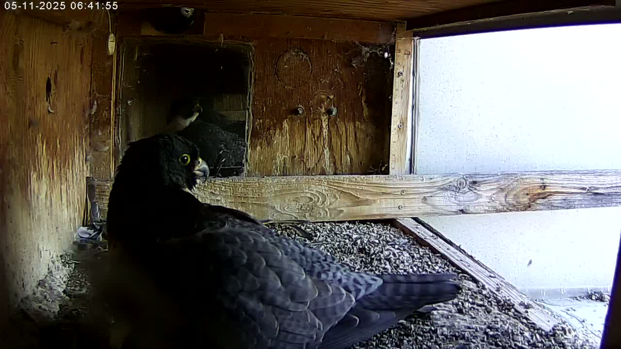 A dark-colored bird sits in a wooden nesting box filled with wood shavings, with another bird visible in the background.