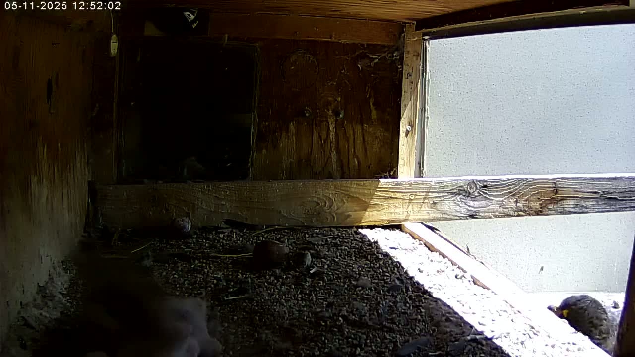 A partially sunlit, wooden birdhouse interior shows a rocky floor, with small birds and debris scattered on the ground.
