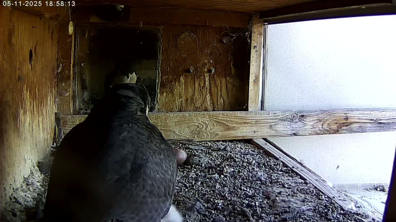 A dark-colored bird is seen in a wooden box with a light-colored exterior wall visible through a window, and there is gravel on the floor.