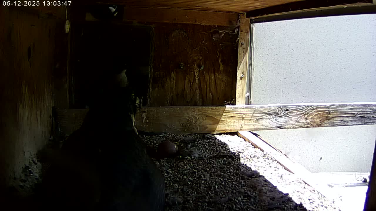 A dark bird is partially visible in a dimly lit wooden box with a gravelly floor, and sunlight streams in through an open window.