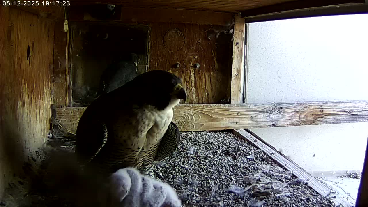 A peregrine falcon sits on a bed of gravel in a wooden nesting box, with a younger falcon nearby, under overcast skies.