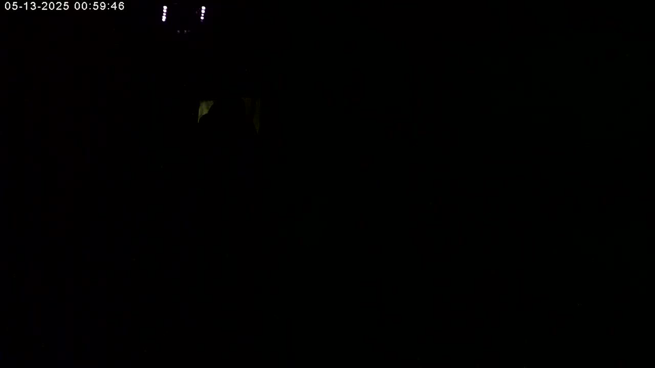 Manhester, NH, Falcon Life Live Cam - Manchester, Hillsborough, New Hampshire, USA