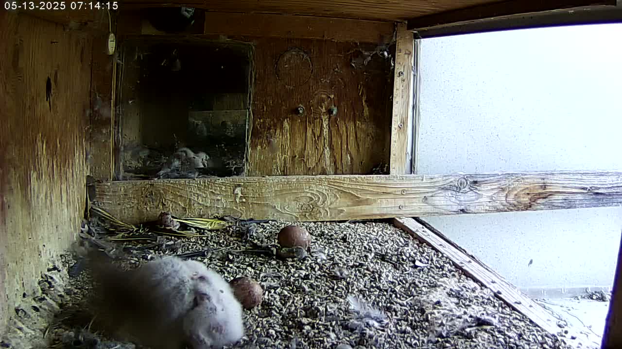 A fluffy gray bird sits amidst a scattering of small pebbles and a few eggs inside a wooden nest box with a view of a light-colored exterior wall.