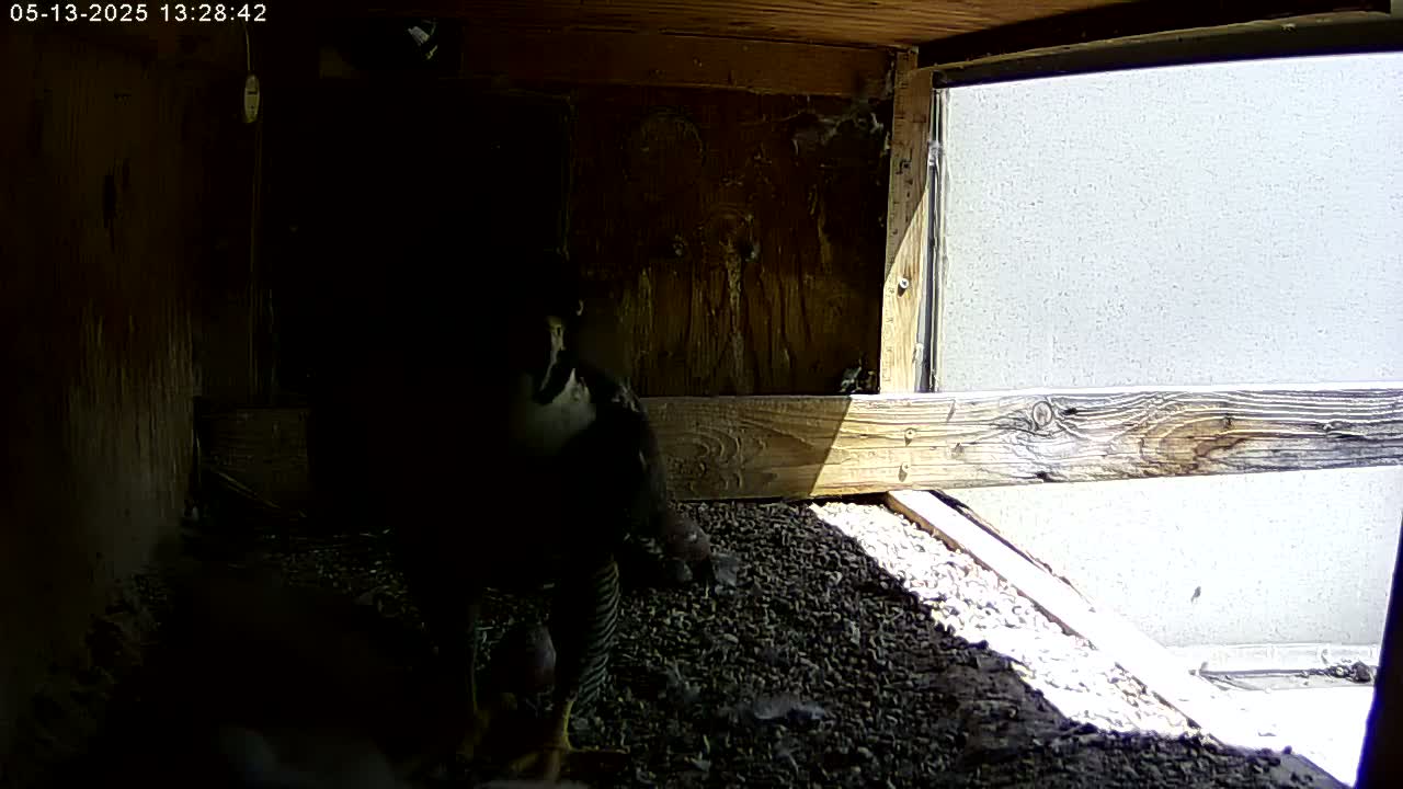 A dark bird sits in a wooden enclosure, partially illuminated by sunlight streaming through an opening.