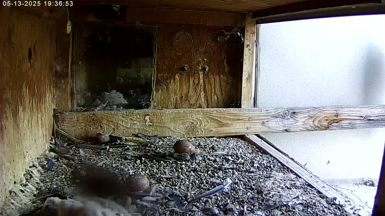 Manhester, NH, Falcon Life Live Cam - Manchester, Hillsborough, New Hampshire, USA