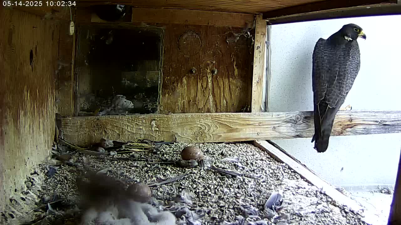 A peregrine falcon perches on a wooden ledge inside a birdhouse, overlooking several small birds and eggs nestled on the floor.