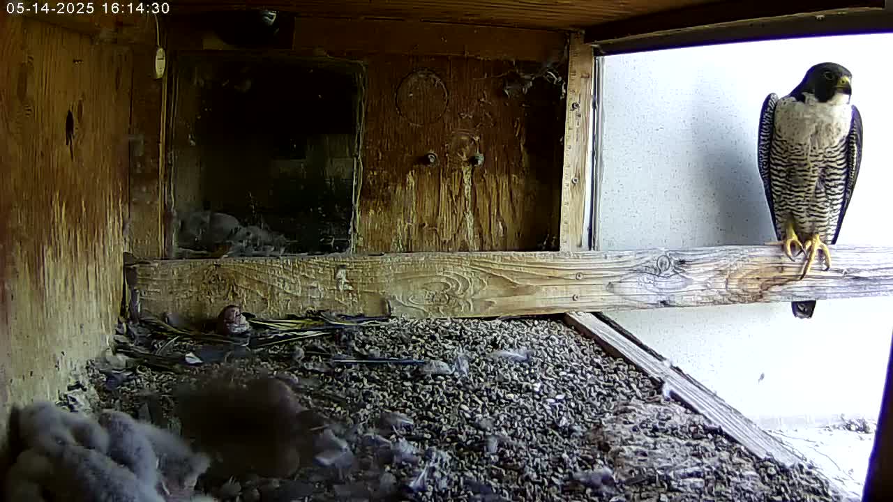 A peregrine falcon is perched on a wooden beam above a nest containing several falcon chicks on a bed of gravel inside a wooden box.