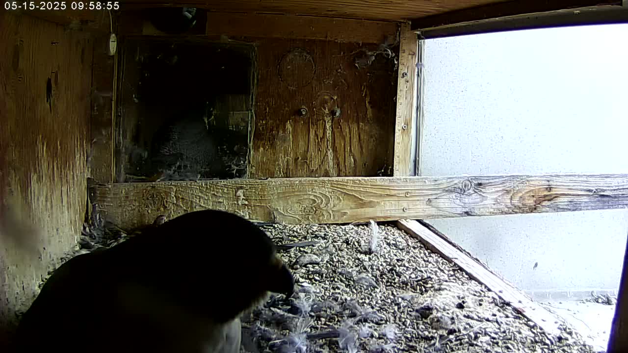 A dark-colored bird sits in a wooden box filled with nesting material, a bright, overcast sky visible through a window.