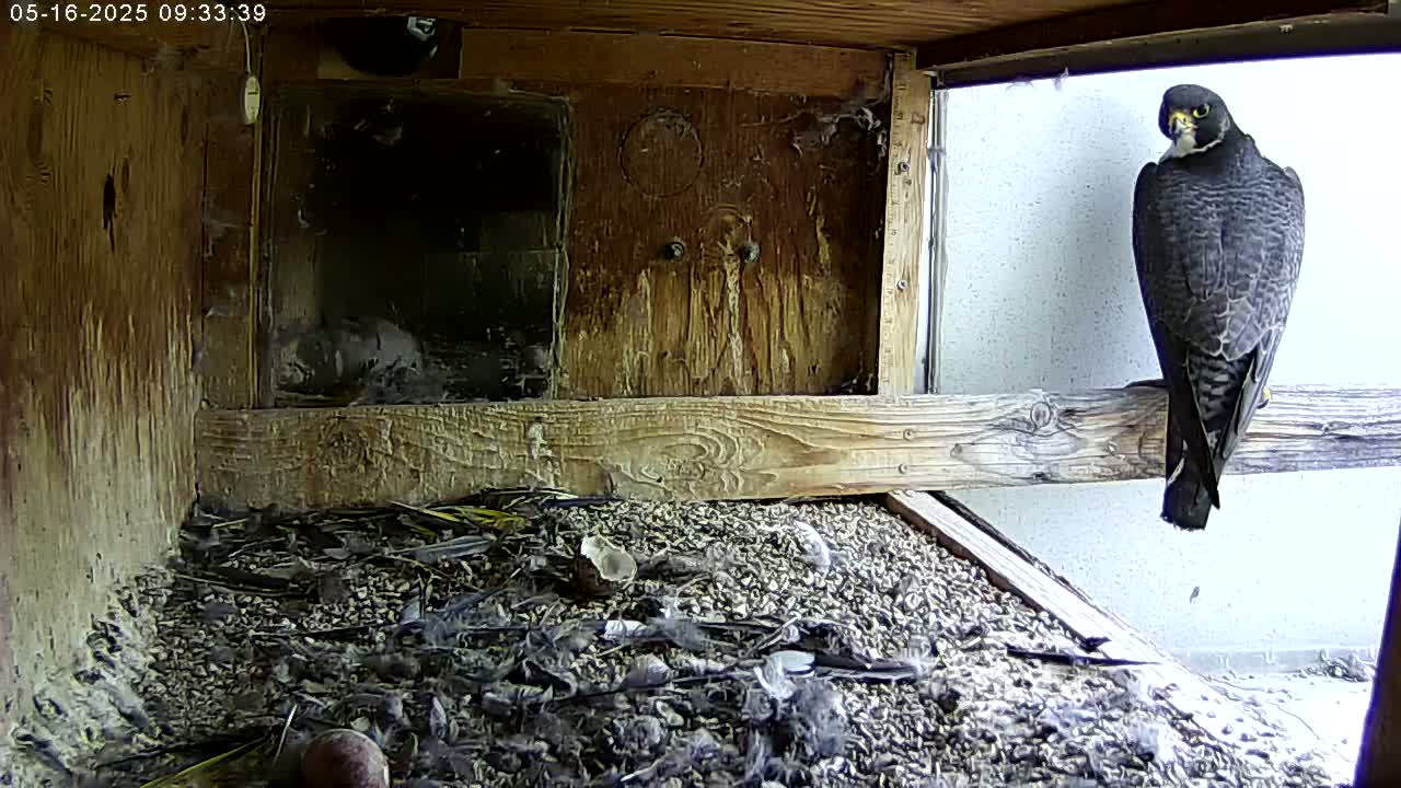A peregrine falcon perches on a wooden beam inside a birdhouse, overlooking a nest containing small birds and debris.