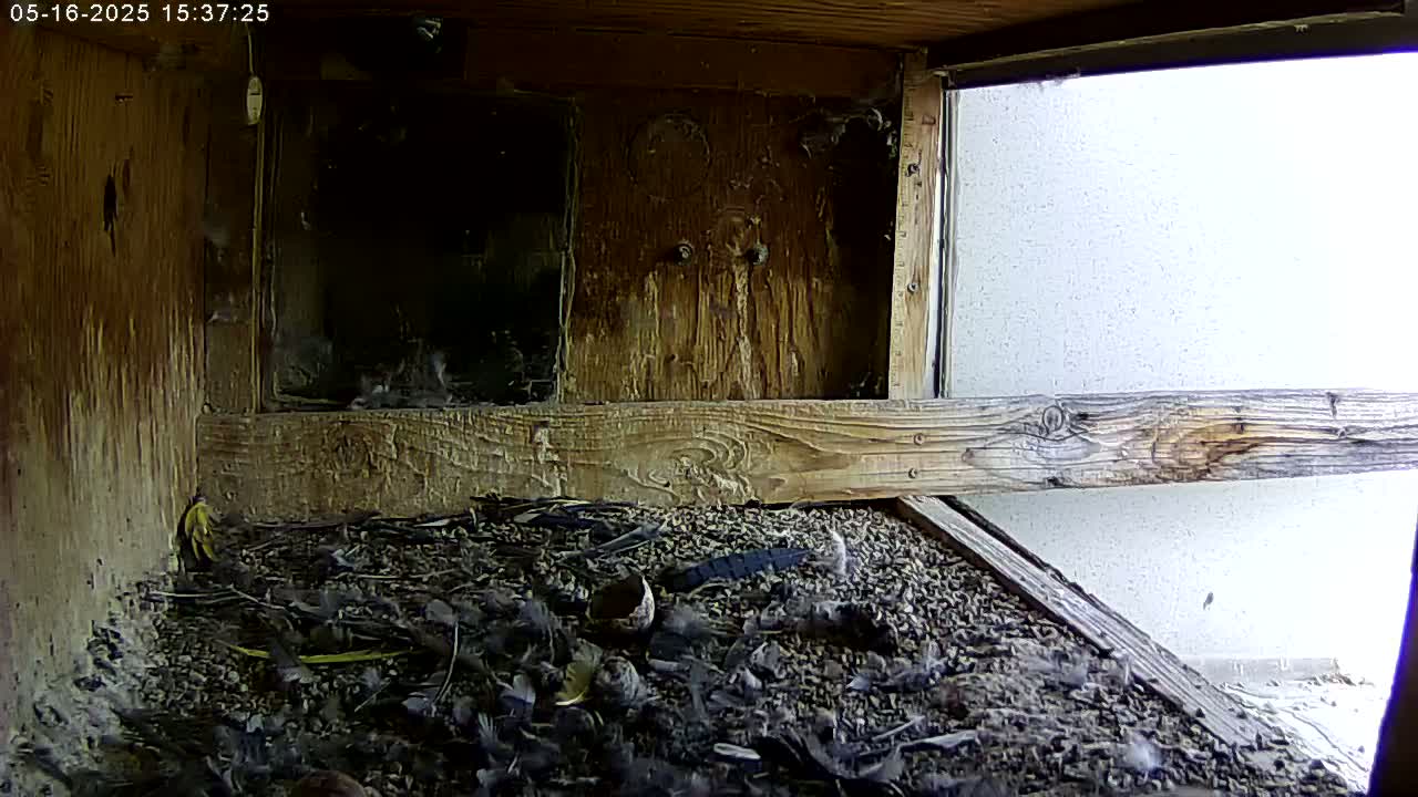A wooden birdhouse interior shows a floor covered in small stones, feathers, and debris, with a partially visible bright exterior through an opening.