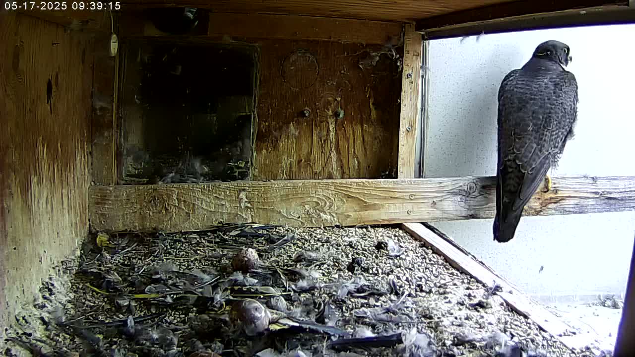 A peregrine falcon perches on a wooden ledge inside a box overlooking a nest containing several young birds and debris.