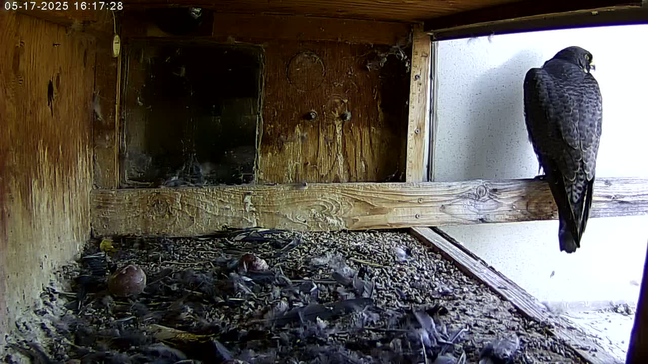 Manhester, NH, Falcon Life Live Cam - Manchester, Hillsborough, New Hampshire, USA