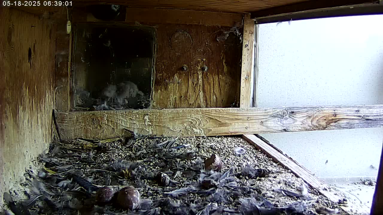 A birdhouse interior shows several young birds amidst a bed of nesting material, feathers, and some broken eggshells, with a bright, overcast sky visible through a window.