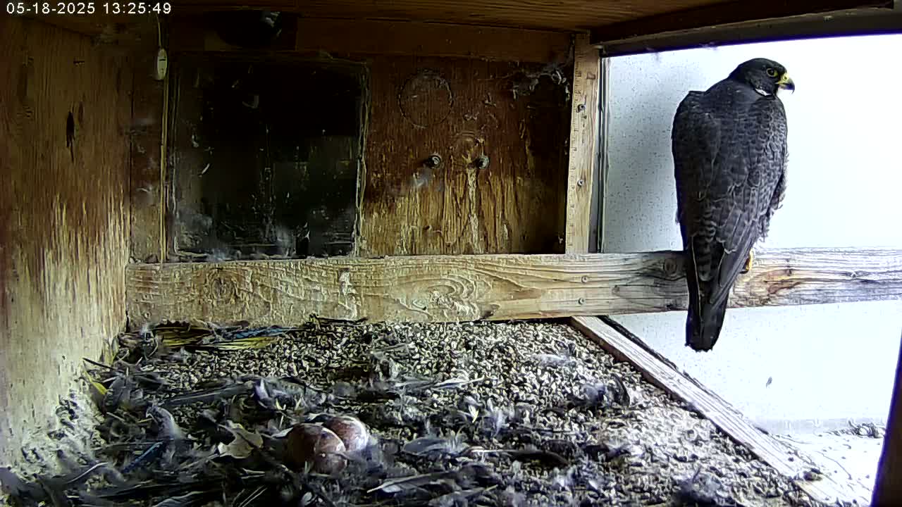 A peregrine falcon perches on a wooden beam inside a boxy structure, overlooking several dark-colored young birds nestled on a bed of debris.