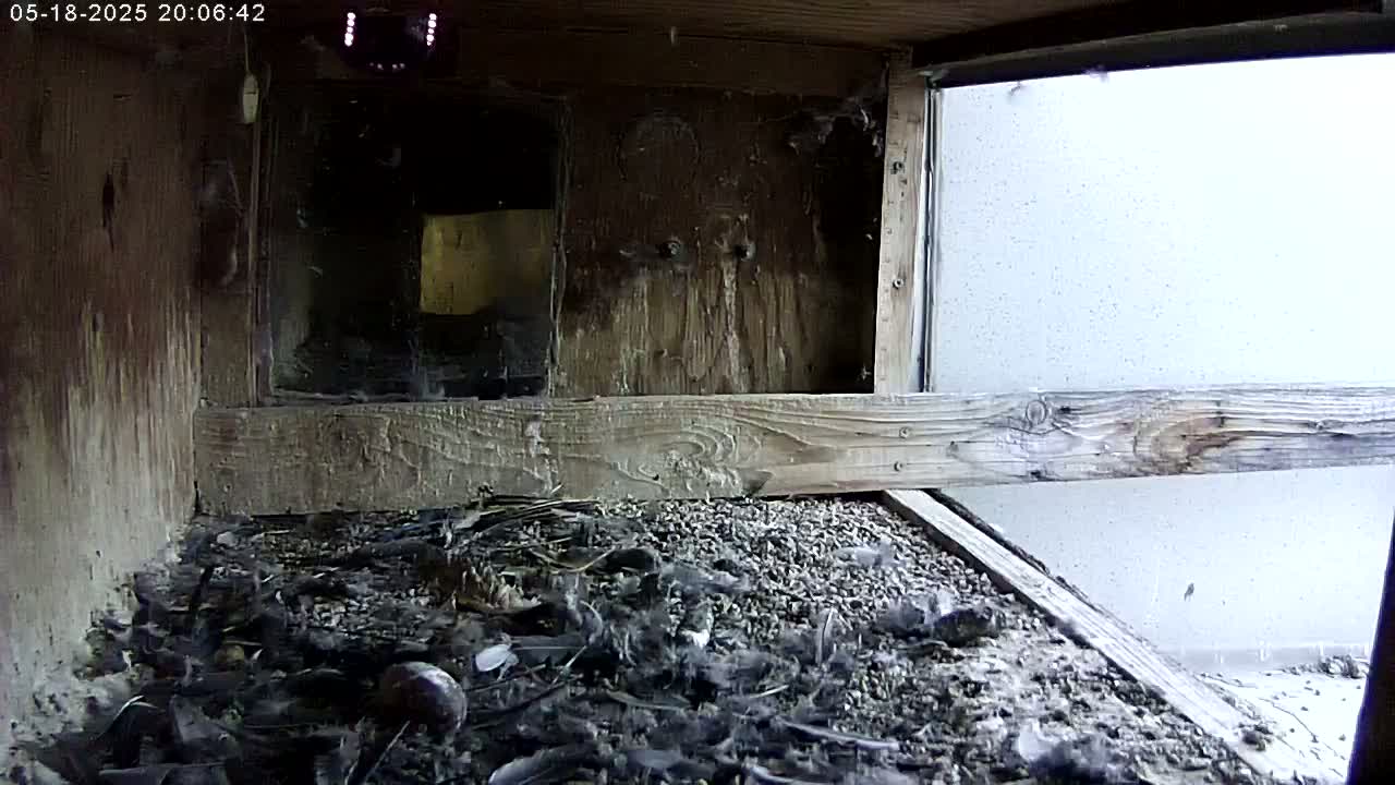 Manhester, NH, Falcon Life Live Cam - Manchester, Hillsborough, New Hampshire, USA