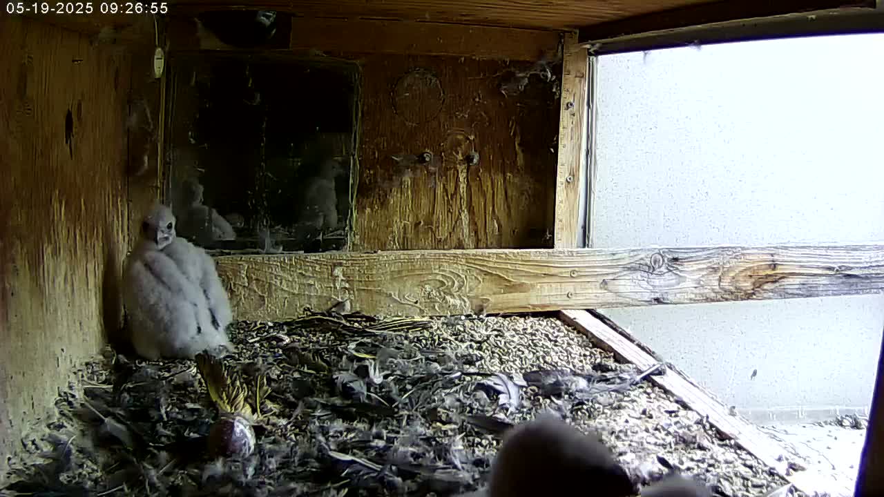 A fluffy gray bird sits on a bed of debris inside a wooden nest box with a view of a bright, overcast sky outside.