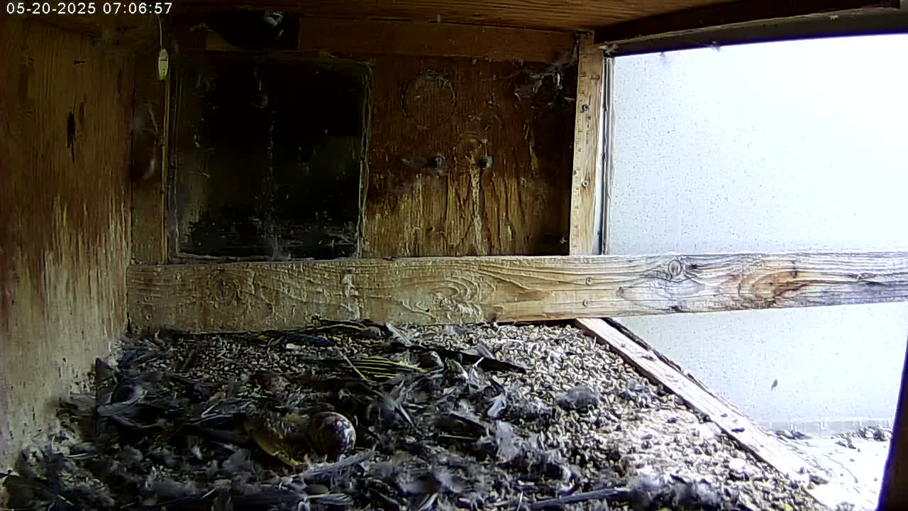 A wooden birdhouse interior contains a nest filled with dark-colored birds and an egg, with a bright exterior visible through a window.