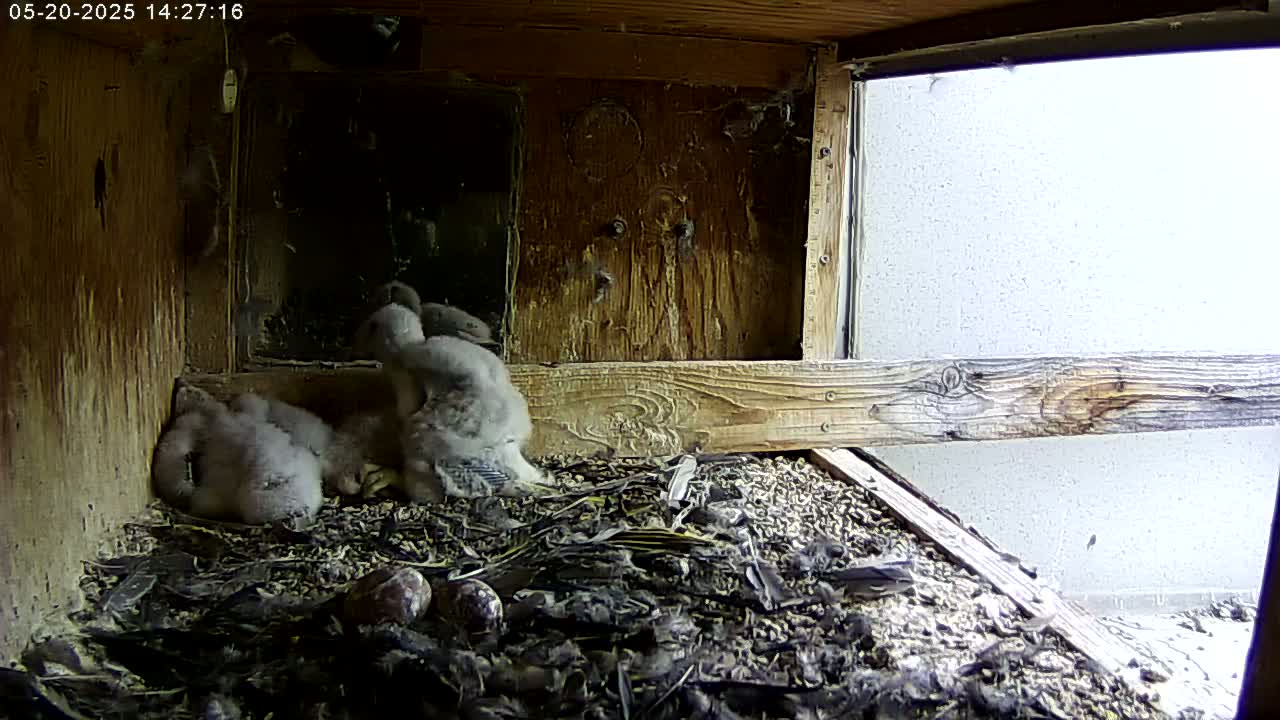Several fluffy gray bird chicks huddle together in a wooden nest box with a bright, overcast sky visible through an open window.