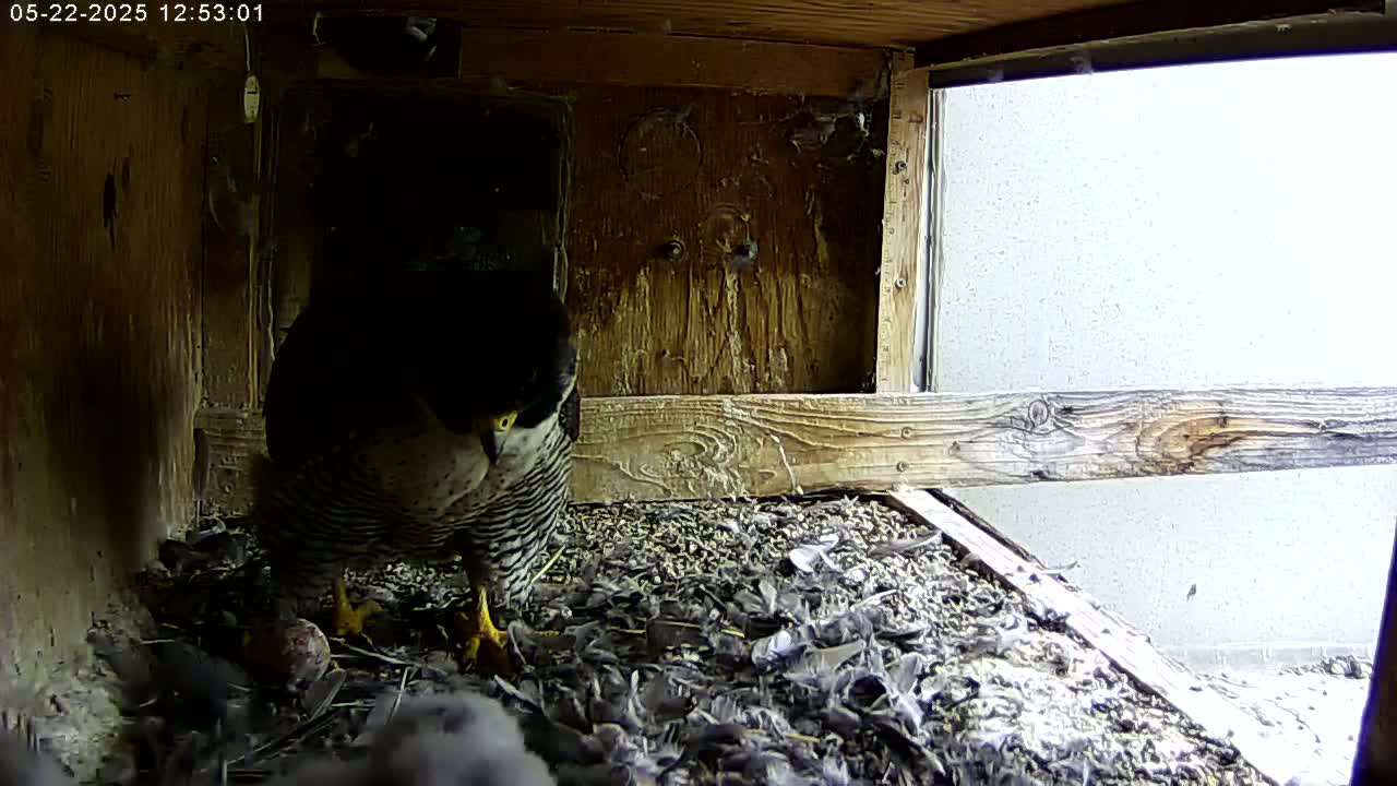 A peregrine falcon sits on a bed of nesting material amidst several smaller birds in a wooden enclosure with a window showing a bright, overcast sky.