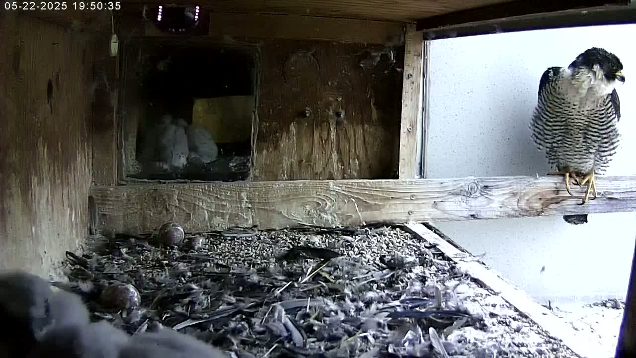 A peregrine falcon perches on a wooden ledge above a nest containing several young birds and a few eggs, all within a wooden enclosure.