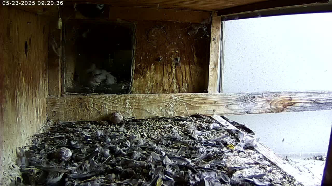 A bird sits inside a wooden nesting box with a pile of feathers and small, round objects on the floor, viewed through a window showing an overcast sky.