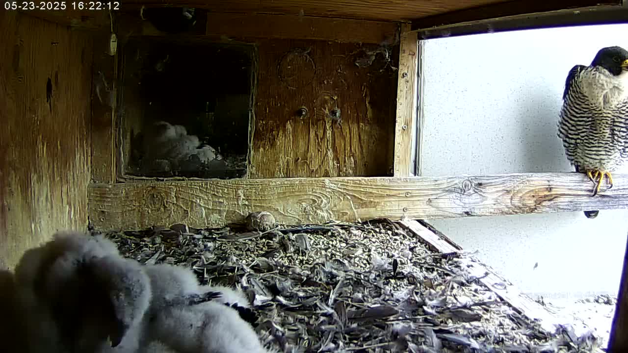 Manhester, NH, Falcon Life Live Cam - Manchester, Hillsborough, New Hampshire, USA