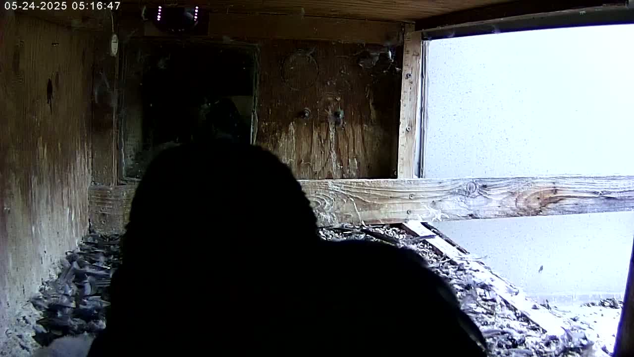 A dark, shadowy figure is seen inside a dimly lit wooden structure with a bright, overcast view outside a window.