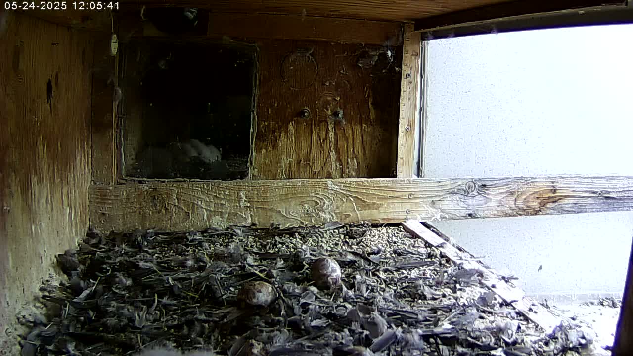 Inside a wooden box with a window showing a bright, overcast sky, there is a nest containing several eggs and debris.
