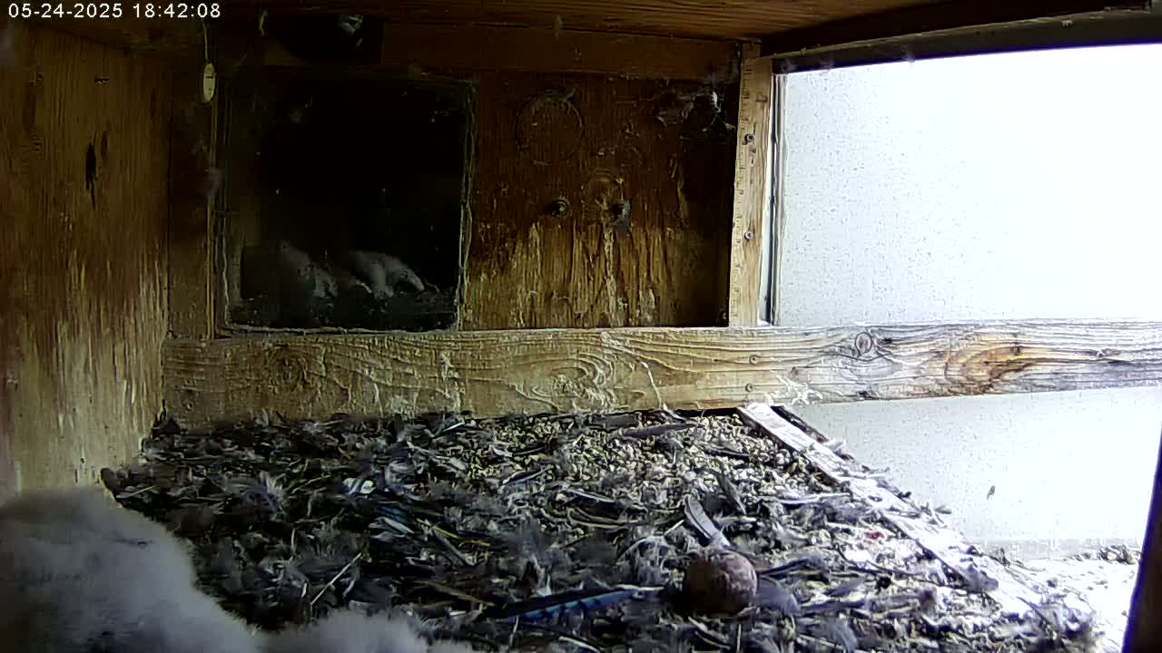 Manhester, NH, Falcon Life Live Cam - Manchester, Hillsborough, New Hampshire, USA
