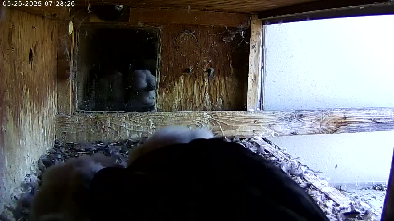 Two dark-colored birds are huddled together in a wooden nest box with a view of a bright, overcast exterior through a window.