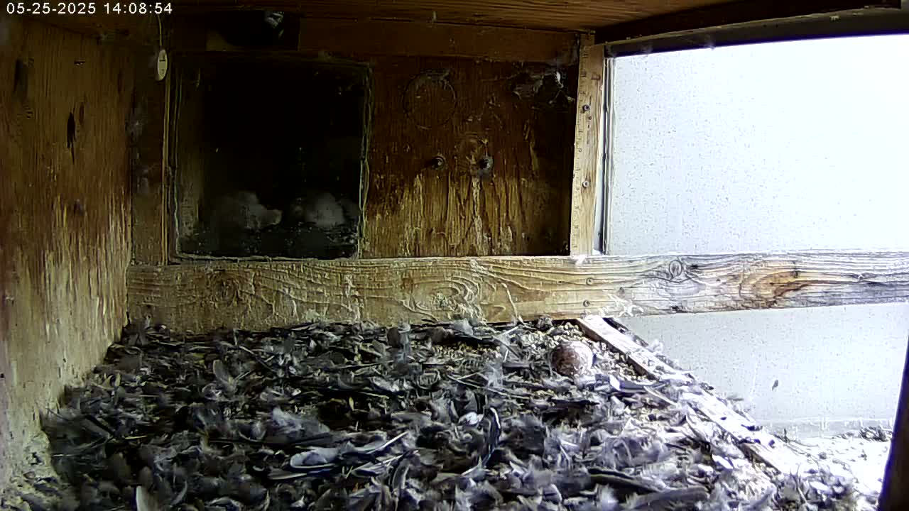 Manhester, NH, Falcon Life Live Cam - Manchester, Hillsborough, New Hampshire, USA