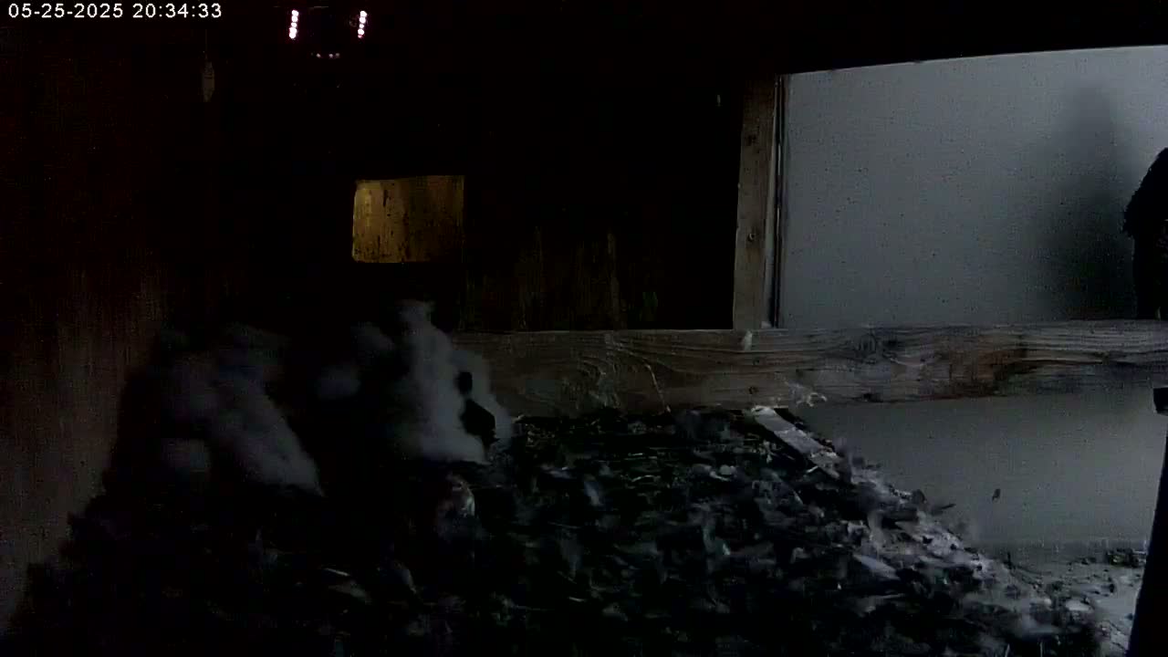 Manhester, NH, Falcon Life Live Cam - Manchester, Hillsborough, New Hampshire, USA
