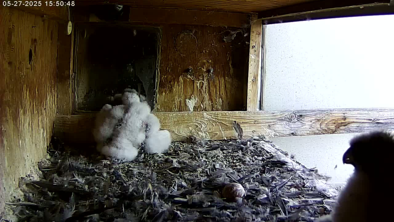 Several fluffy white birds huddle together on a floor of dark debris inside a wooden structure with a window showing a bright, overcast sky.