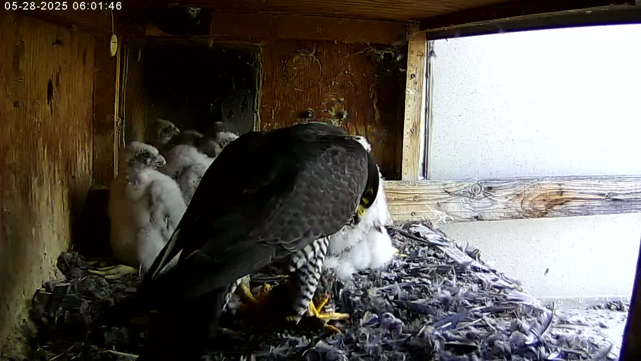 A peregrine falcon tends to its young in a nest, which is situated inside a wooden structure with a window showing an overcast sky outside.