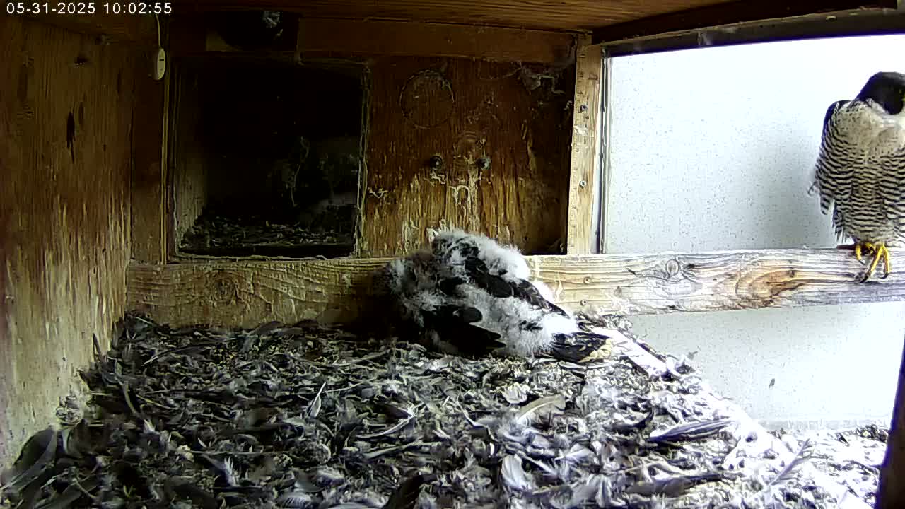 A peregrine falcon perched on a wooden ledge above a nest containing several downy falcon chicks surrounded by feathers.