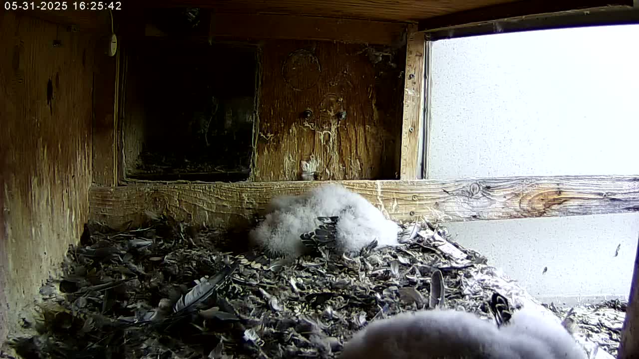 Two fluffy young birds are nestled in a bed of feathers and debris inside a wooden box with a window showing an overcast sky.