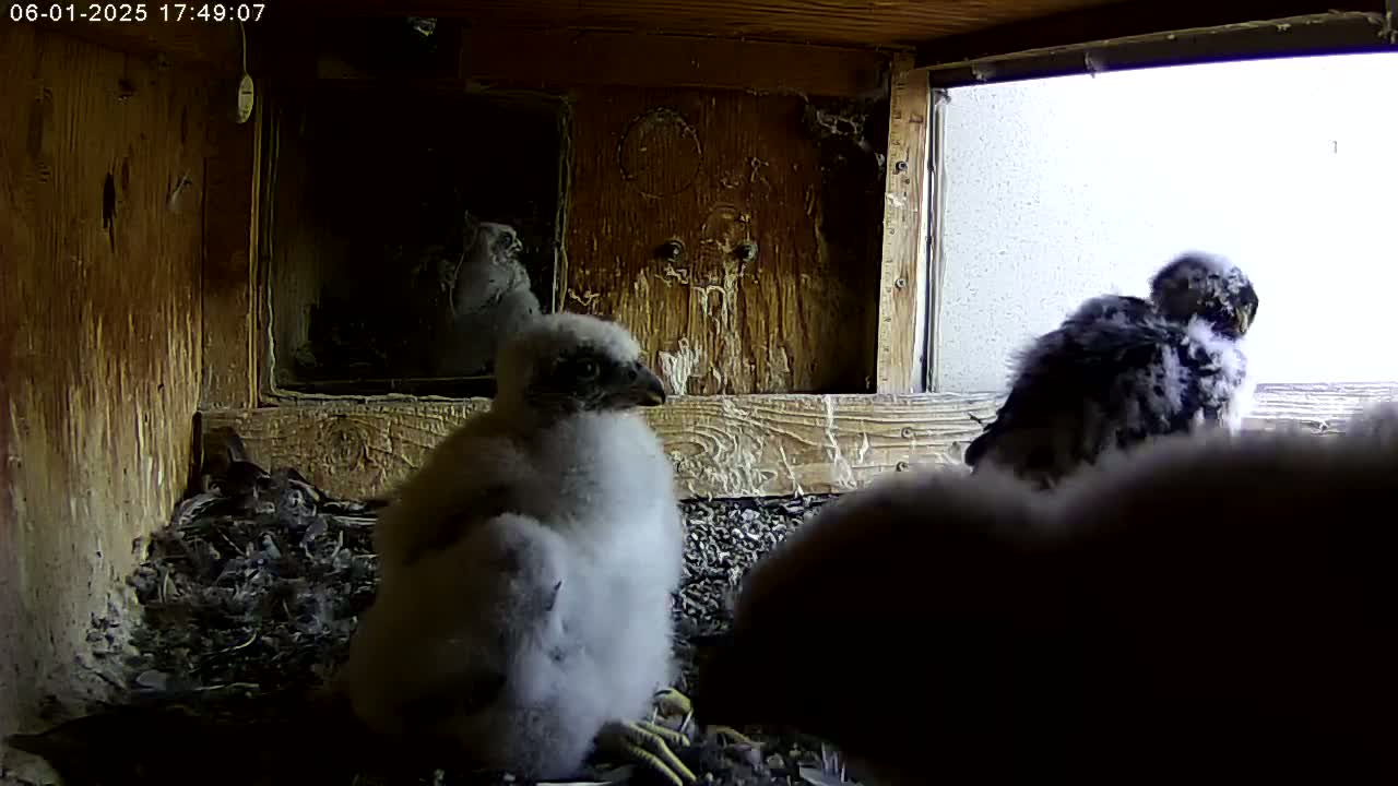 Several fluffy baby birds are nestled together in a wooden box with a window showing bright, outdoor light.