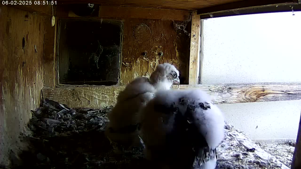 Two fluffy, grey falcon chicks huddle together in a wooden nest box with a window showing a bright, overcast day outside.