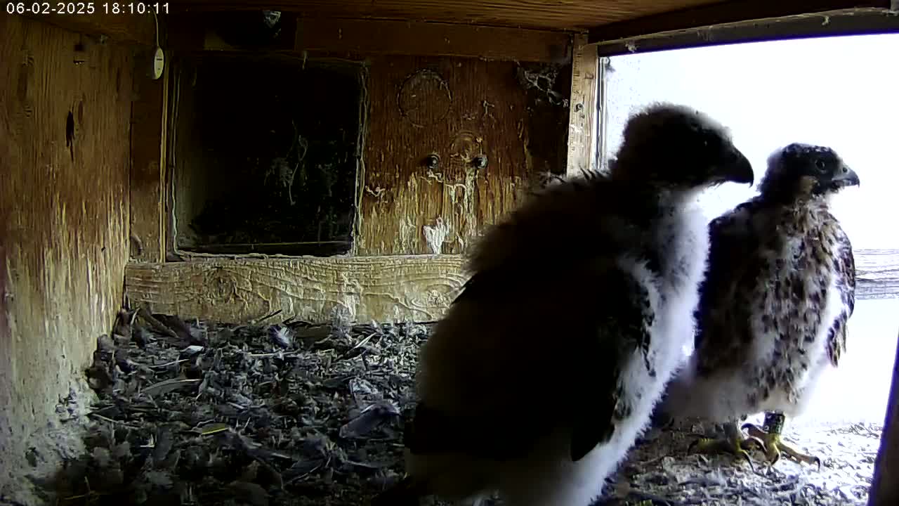 Two fluffy falcon chicks stand in a wooden nest box, looking out a window at a bright, overcast day.