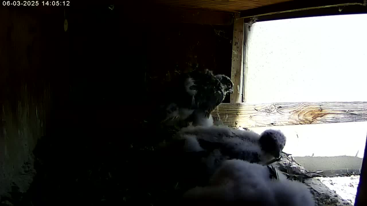 Three young birds of prey huddle together in a dark nest, visible through a window showing a brightly lit, overcast outdoor scene.
