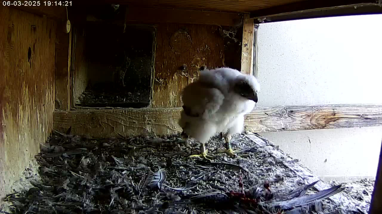 A fluffy white falcon chick stands on a bed of feathers and debris inside a wooden nest box near a window.