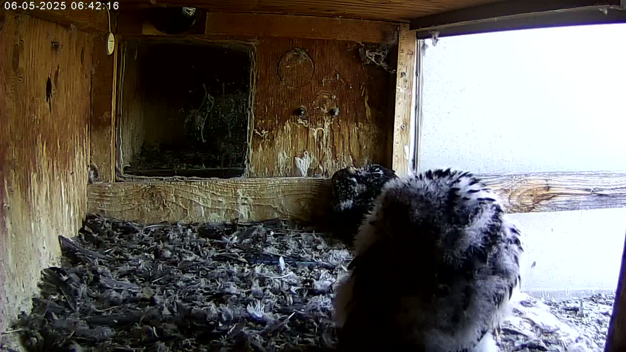 A dark-colored bird sits in a wooden box filled with dark debris, with a bright, overcast sky visible through a window.