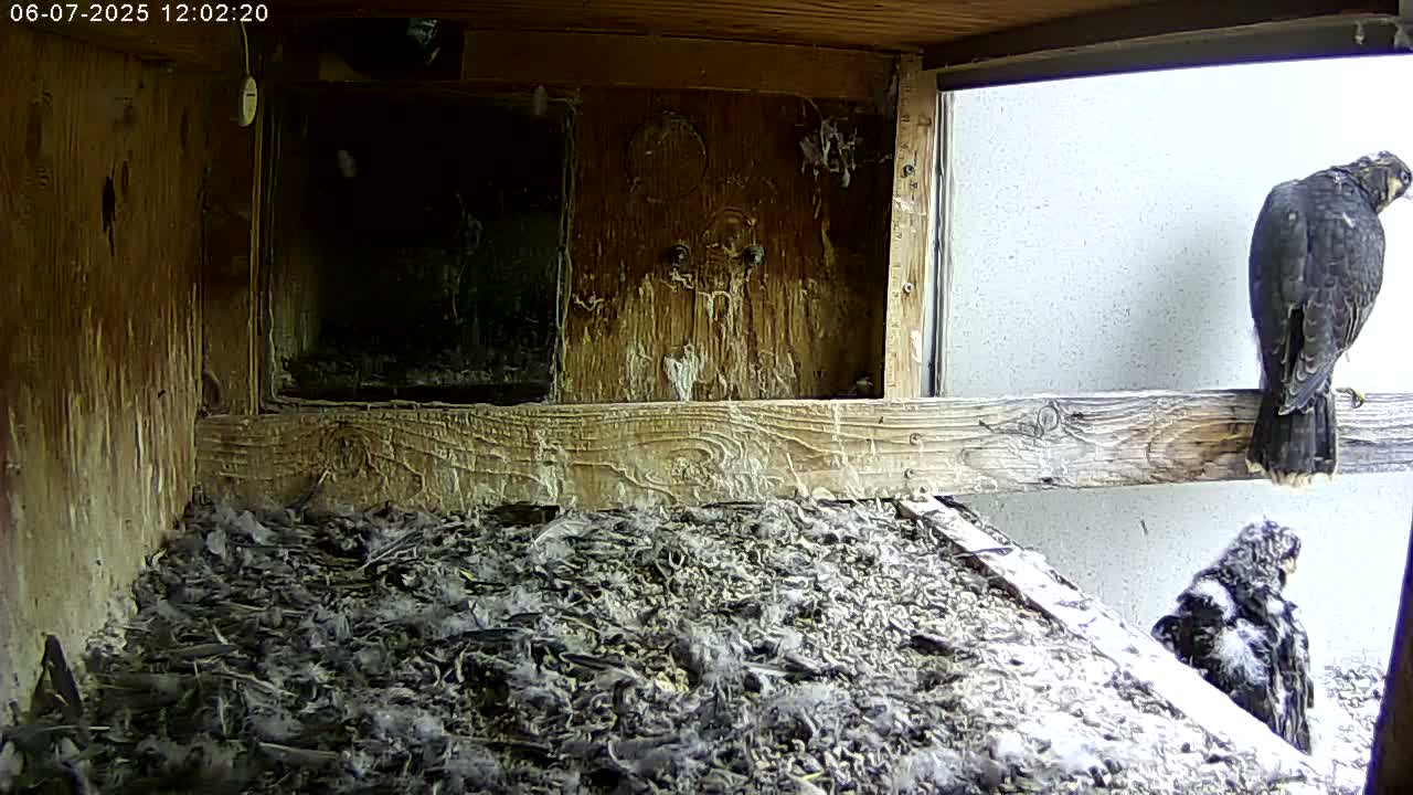 A falcon sits on a wooden ledge inside a wooden box containing a nest filled with debris and a smaller falcon.