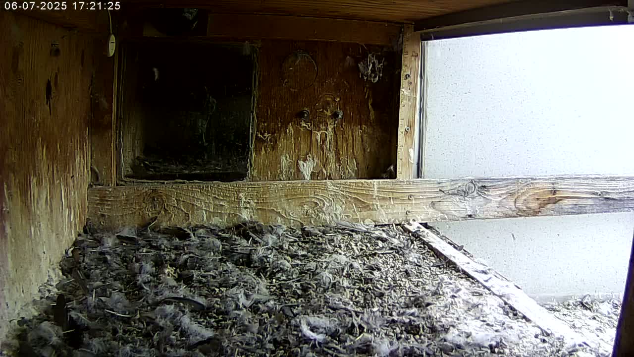 A wooden birdhouse interior shows a floor covered in dark debris and feathers, with a bright, overcast sky visible through a window.
