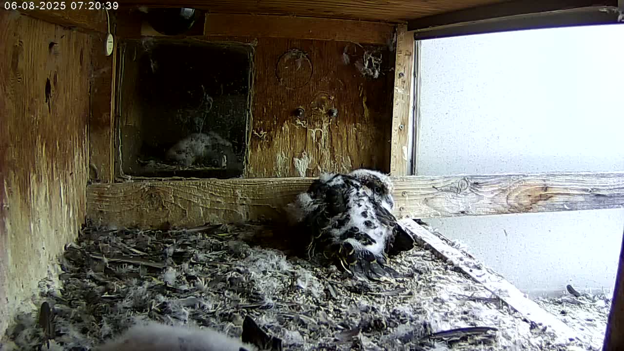 A bird rests in a wooden nest box, surrounded by downy feathers, with an overcast sky visible through a window.