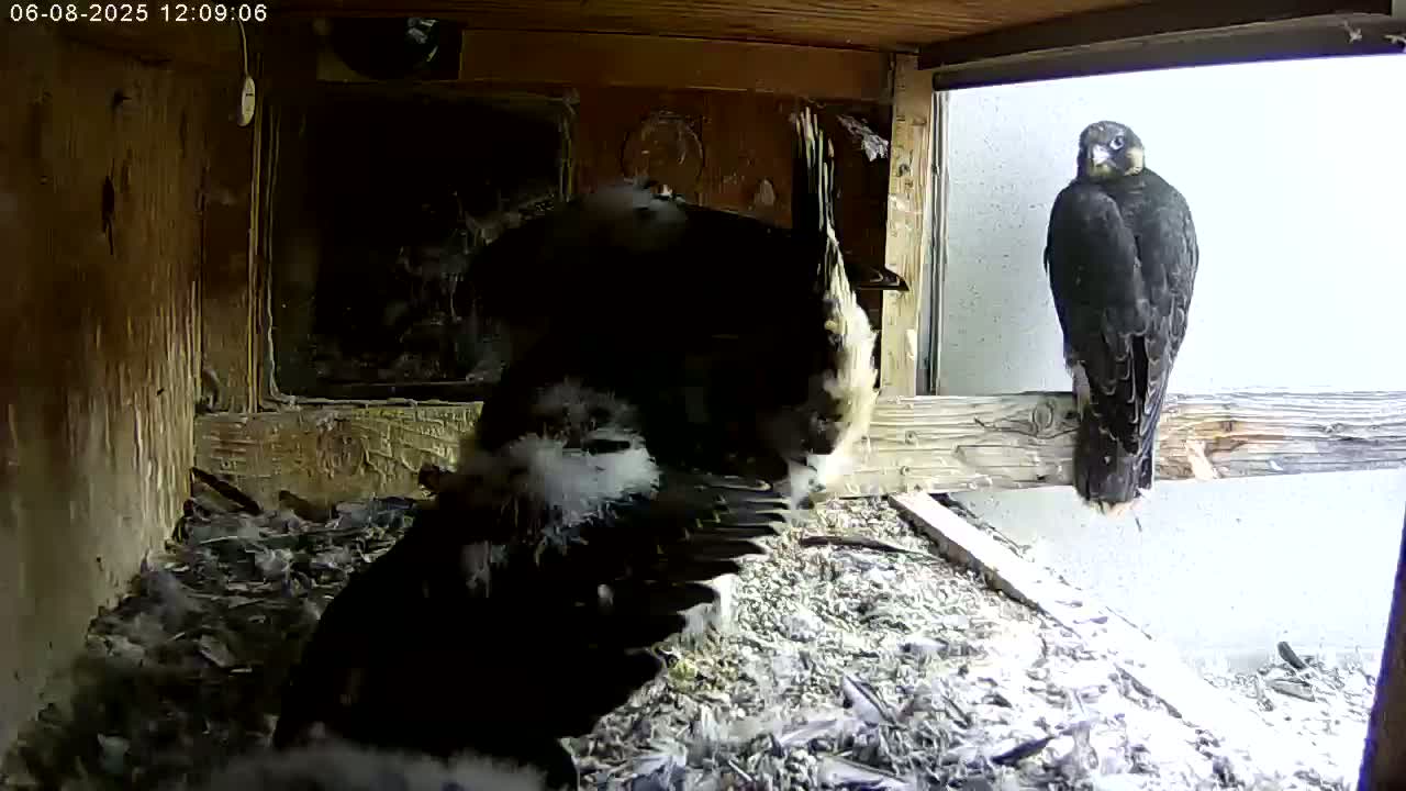 Inside a dark wooden box, several dark-feathered birds are huddled together on a bed of debris, while a single dark-feathered bird perches on a wooden beam outside a window.