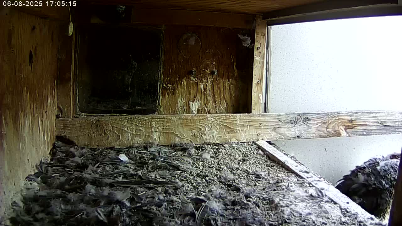 Manhester, NH, Falcon Life Live Cam - Manchester, Hillsborough, New Hampshire, USA