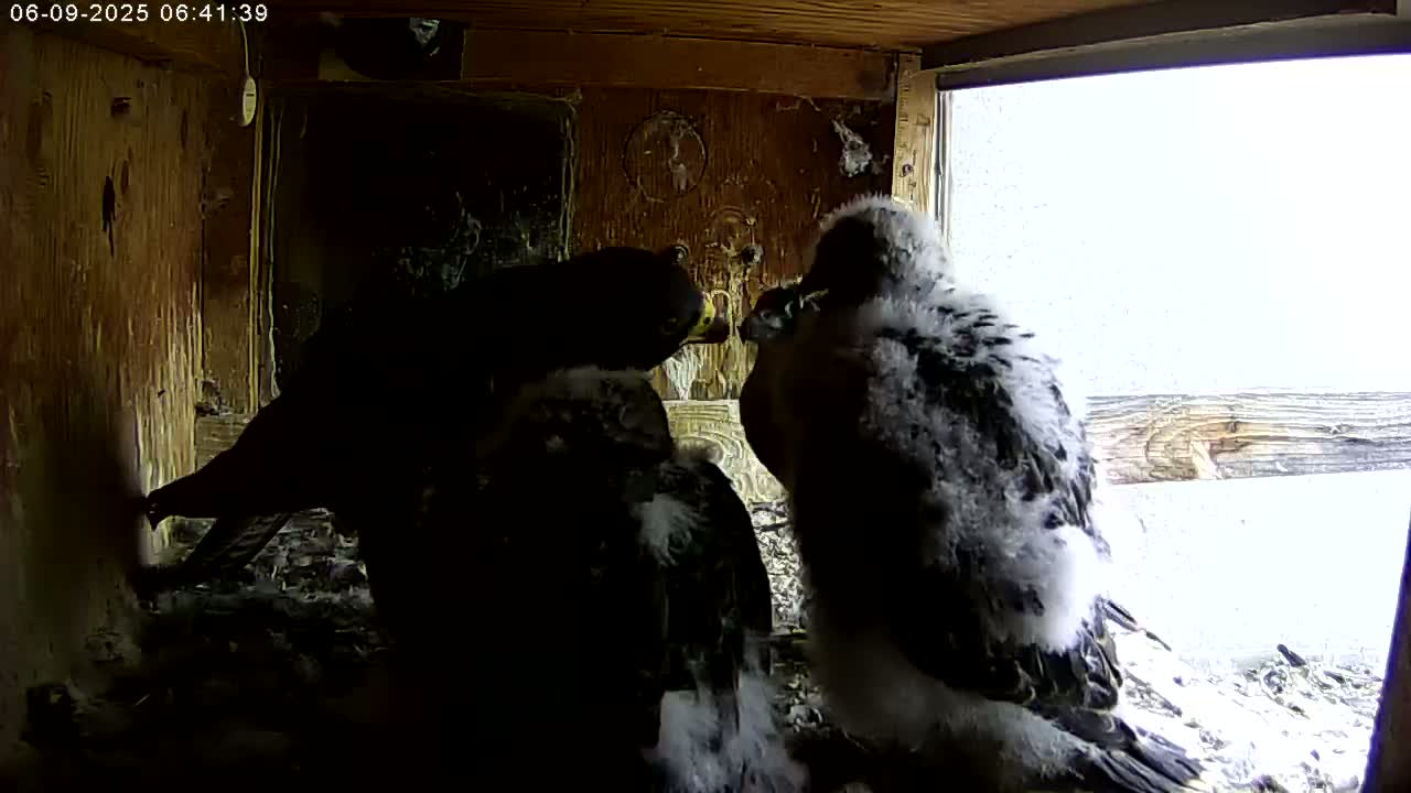 Two dark-feathered birds are nestled together inside a wooden box, with a snowy landscape visible through a window.