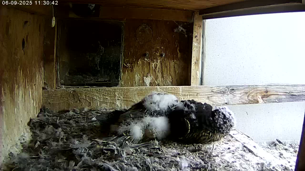 A dark-colored bird with downy white feathers sits on a bed of debris inside a wooden box with a window showing a bright, overcast sky.